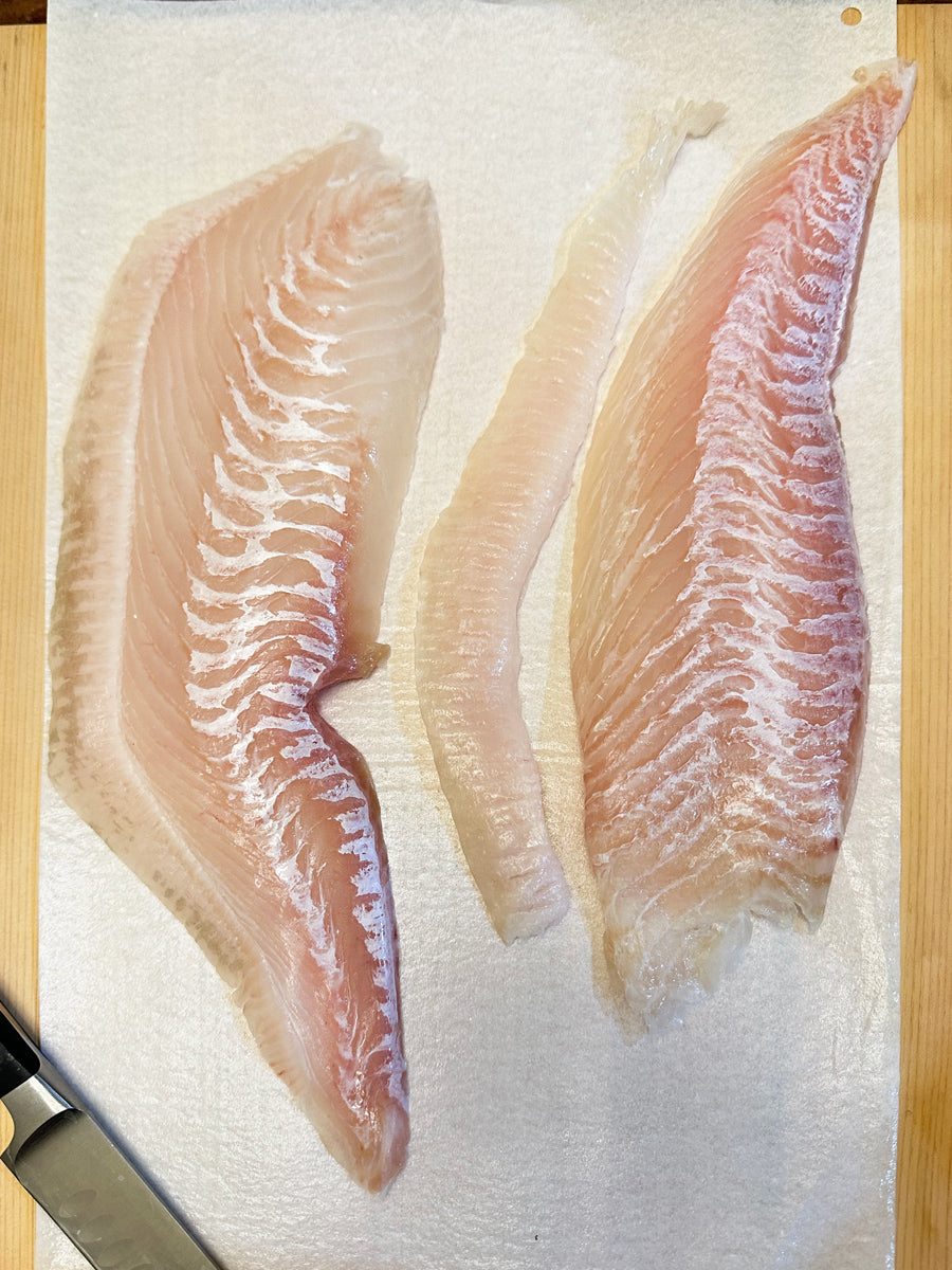 Frozen Halibut Sashimi Filet from Jeju island[제주광어]